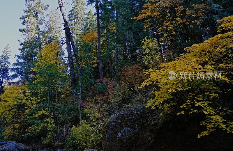 俄勒冈州西南部热带雨林