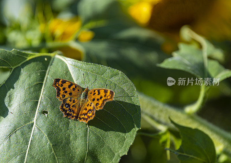 像蜂蜜一样放松:蝴蝶在向日葵叶子上休息:VH股票534