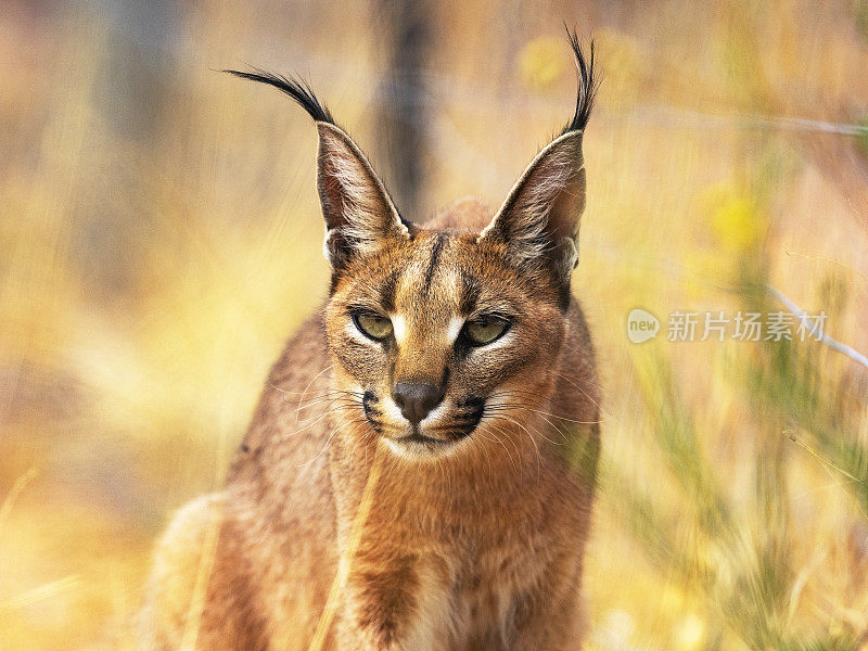 大草原沙漠中的猞猁