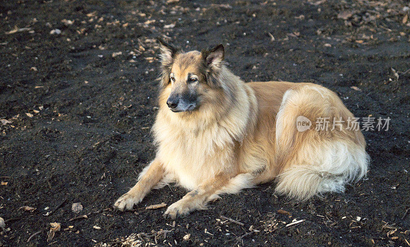 比利时牧羊犬,坦比连犬