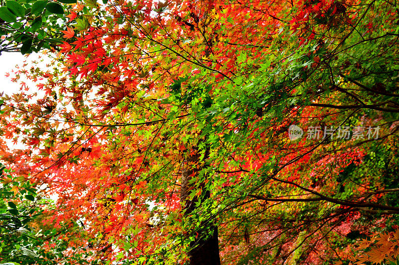 东京八王子市高雄山的秋叶