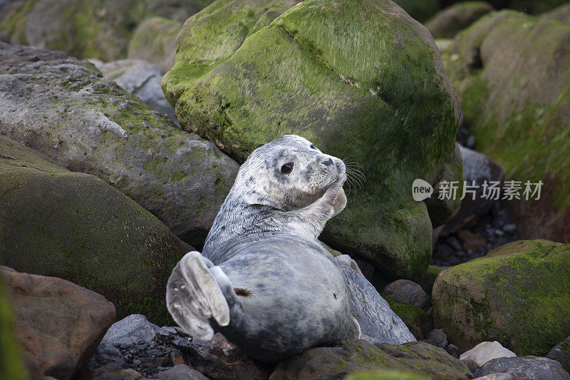 不列颠群岛海岸上的小灰海豹