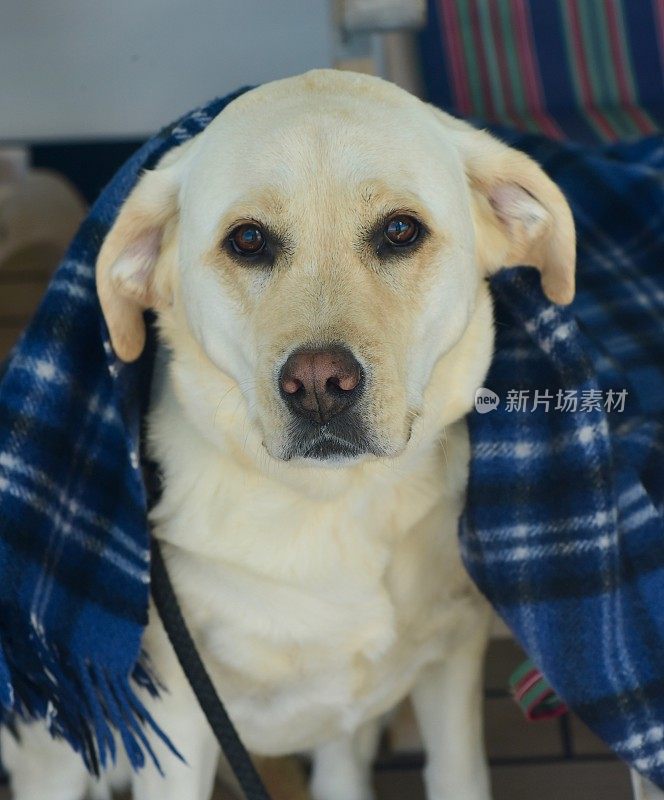 保暖拉布拉多寻回犬