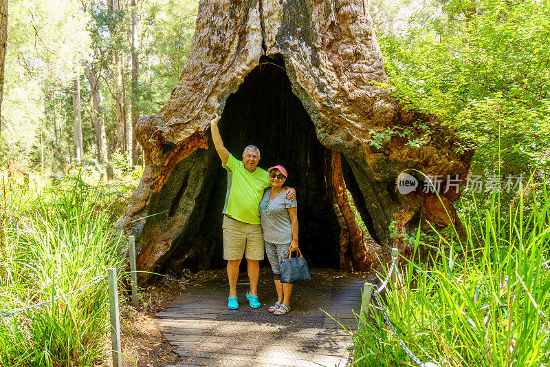 年老的游客在澳大利亚巨大的树上