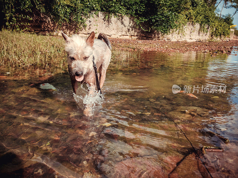 宠物狗在河里消暑