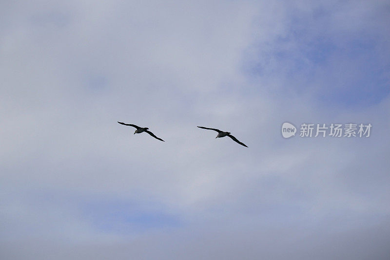 南皇家信天翁飞过南极半岛德雷克海峡