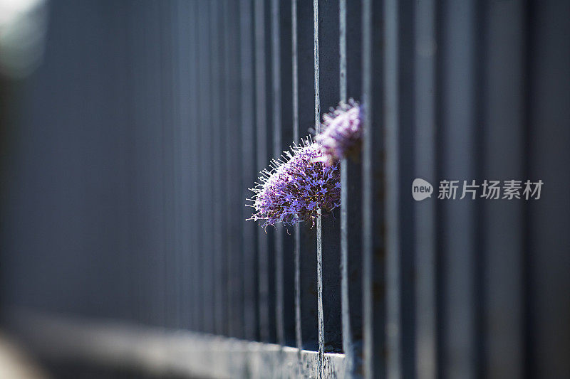 铸铁栏杆，递减透视，野花。