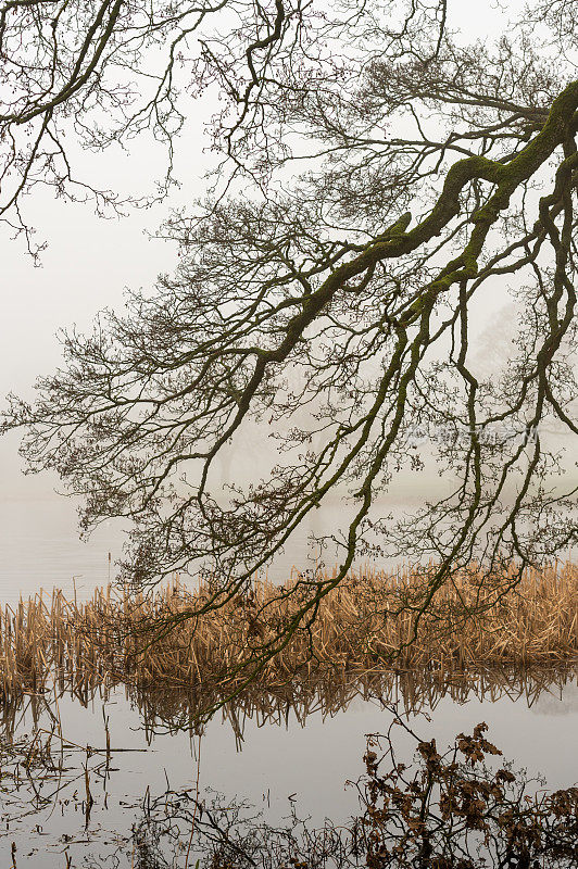 苏格兰湖上枯萎的芦苇