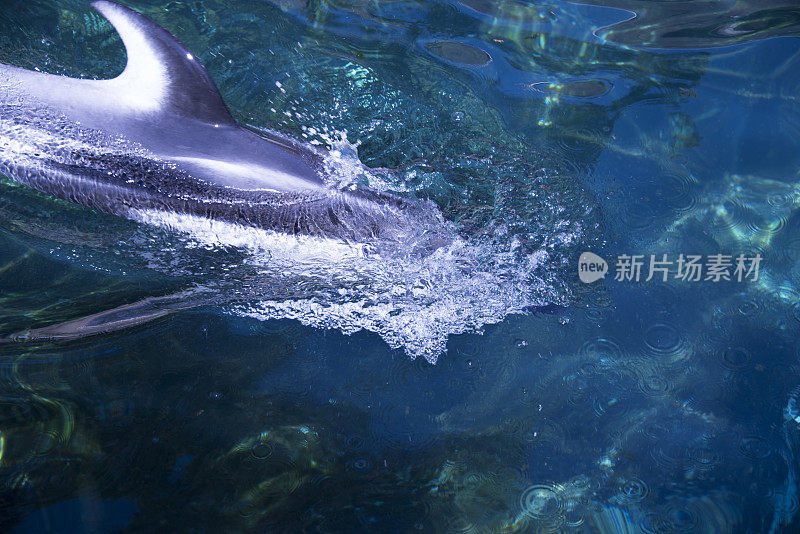 在水面游泳的太平洋白边海豚