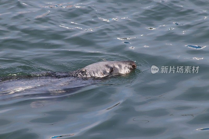 海港海豹的特写镜头