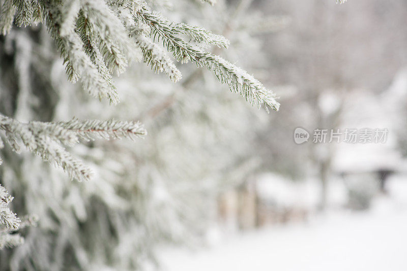 被雪覆盖的松树树枝