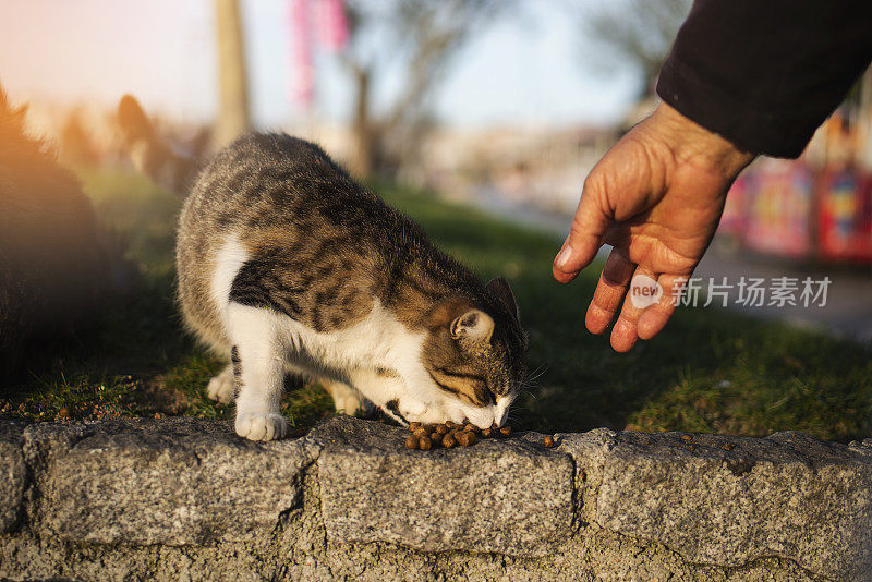 猫从老人手里吃食物