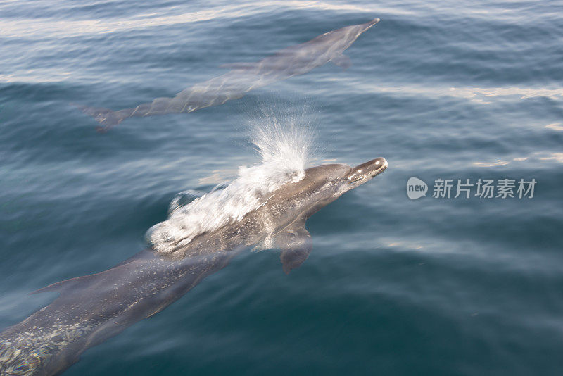 在观看海豚之旅期间，海豚在海里游泳。