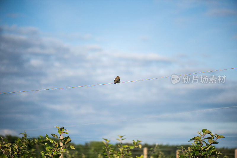 果园钢丝上的鸟