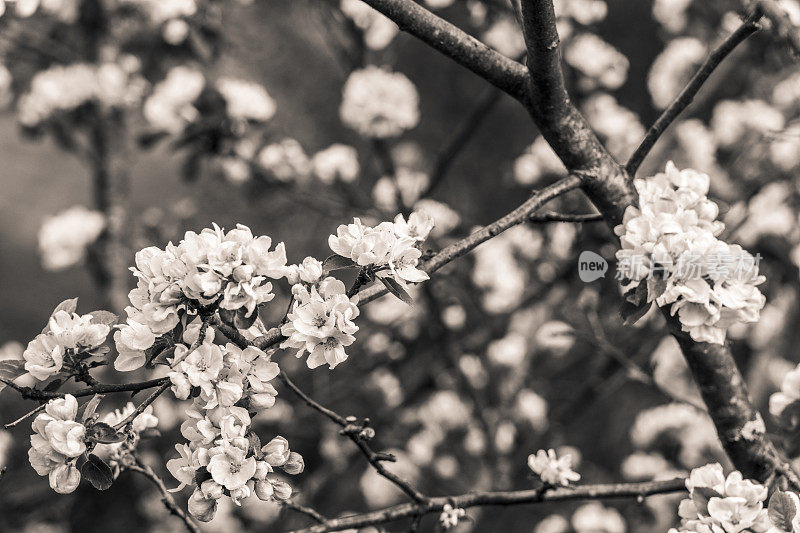 春天，苹果树的树枝上开花