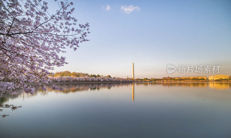 在美国华盛顿特区的潮汐盆地周围，粉红色的樱花盛开。
