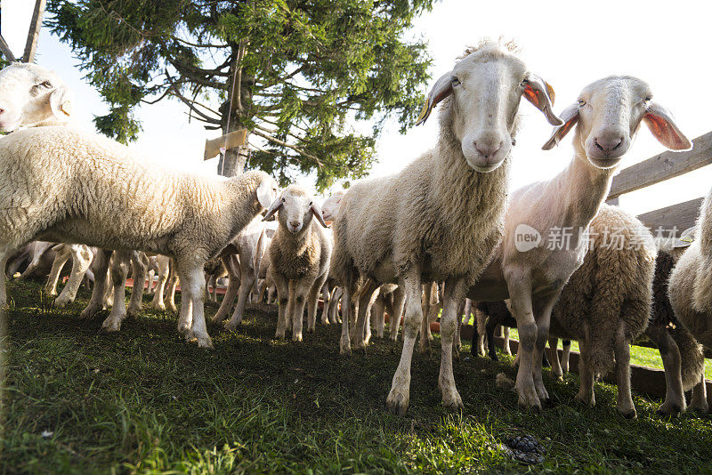 斯洛文尼亚牧场上的谷仓里，绵羊正在等待剪羊毛