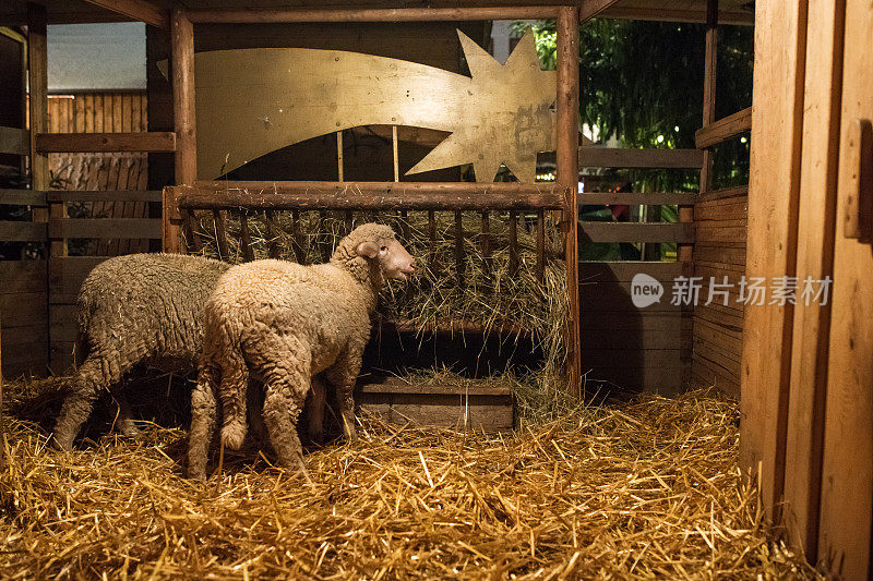 德国圣诞市场马厩里的绵羊