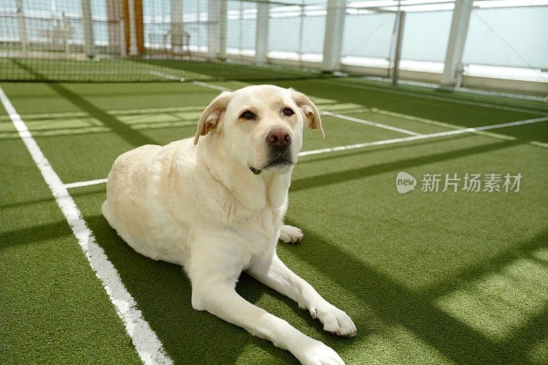 拉布拉多寻回犬