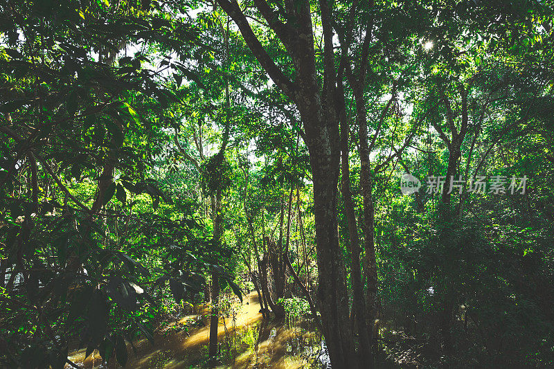 巴西的亚马逊热带雨林