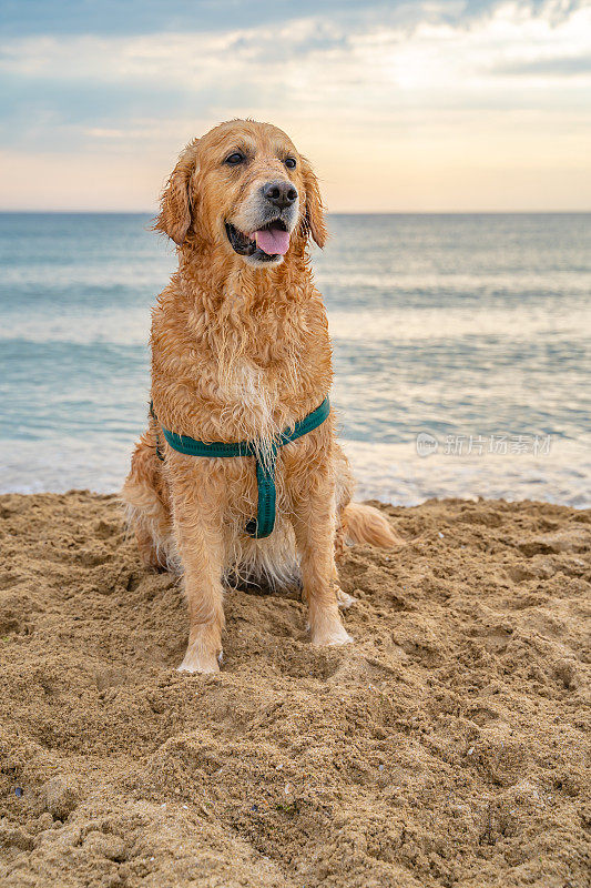 美丽的金毛猎犬坐在沙滩上与大海在日出摆姿势的背景