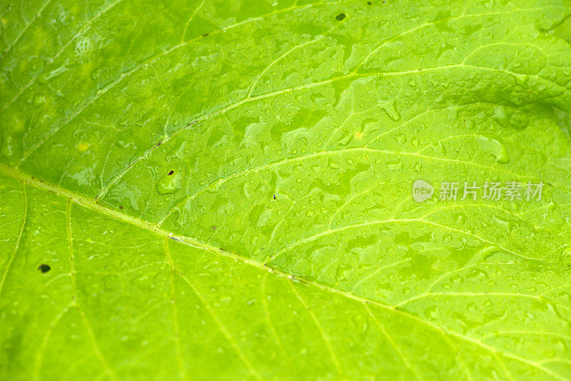 旋覆helenium。一片绿叶上有雨滴。