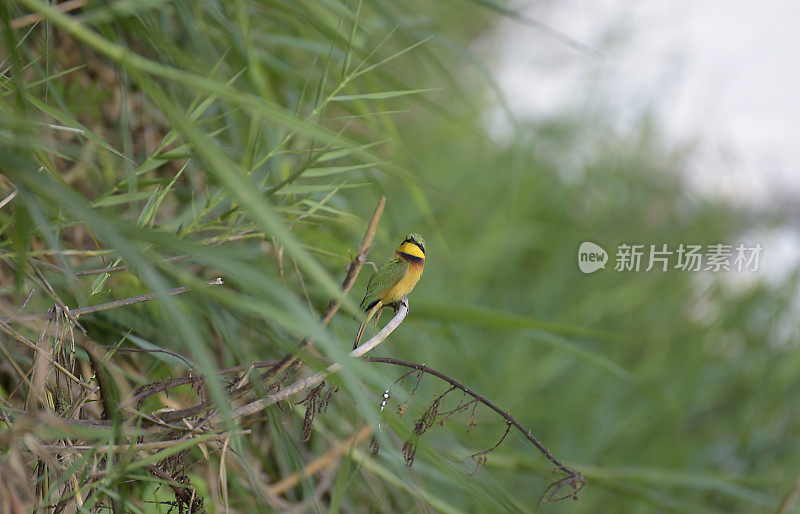 卢旺达的小食蜂鸟