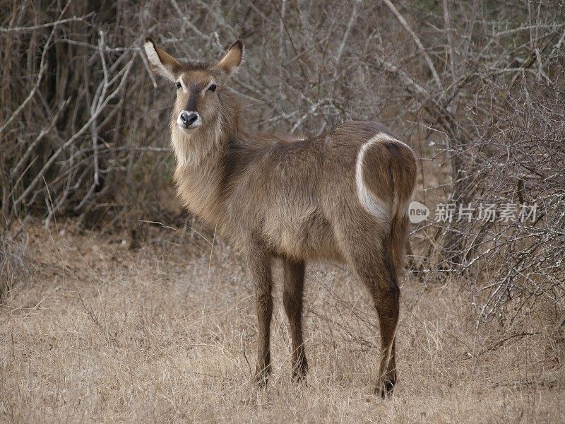 沃巴克，克鲁格国家公园，南非