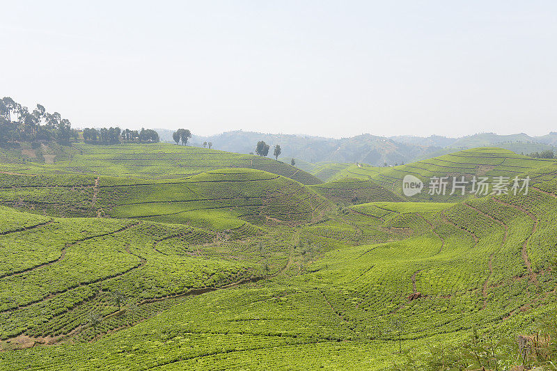 卢旺达靠近Nyungwe森林的茶园