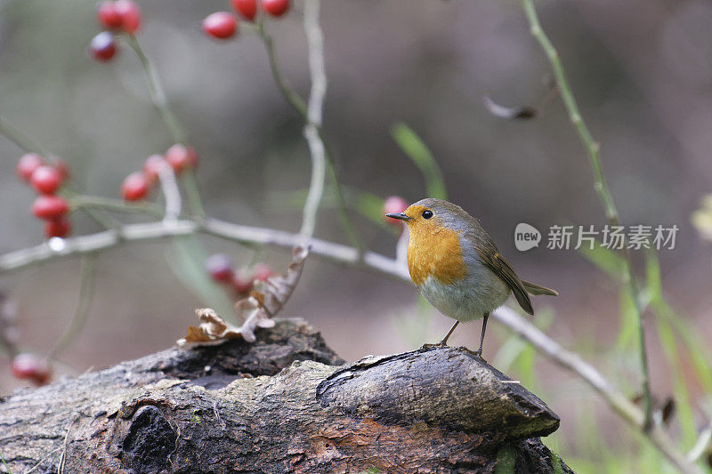 罗宾(红心rubecula)