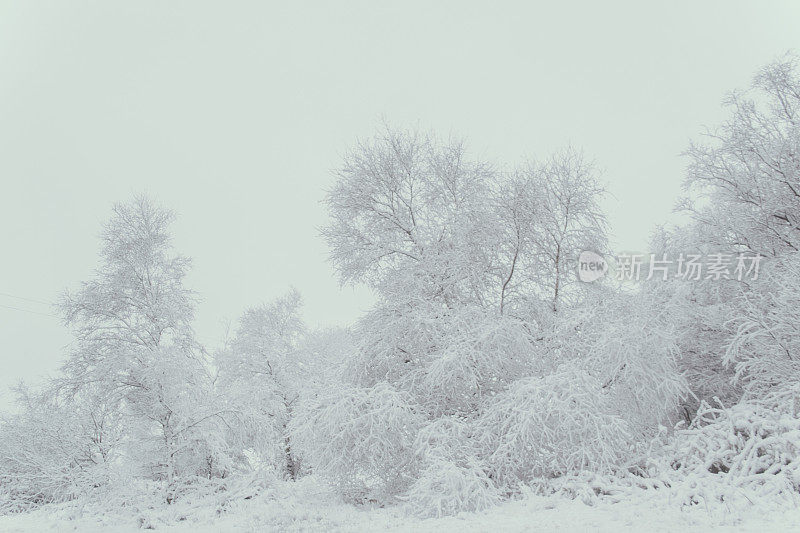 暮色中的雪林