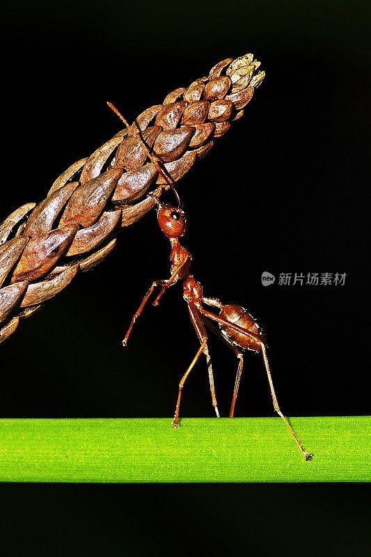 蚂蚁在绿色的树枝上咬树叶。