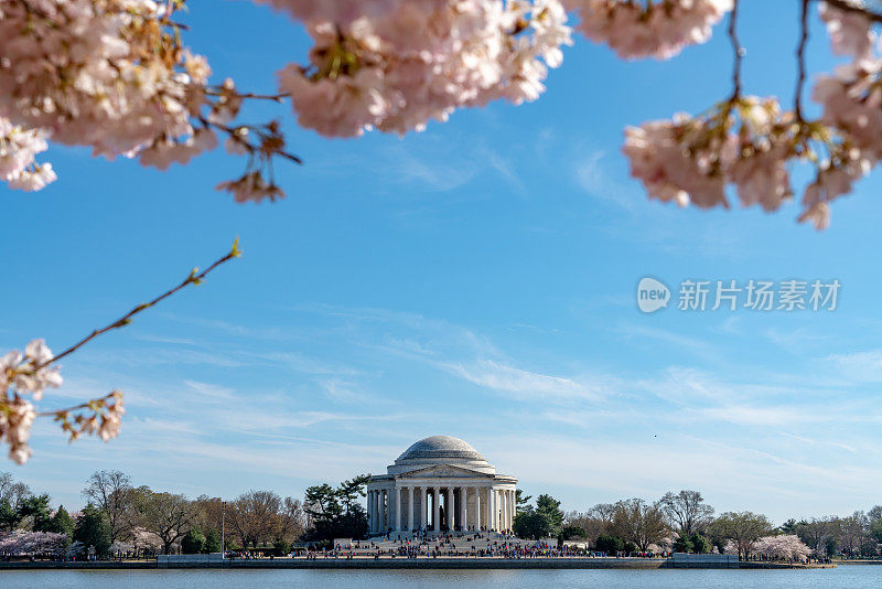 美国华盛顿特区国家樱花节上的托马斯·杰斐逊纪念堂。