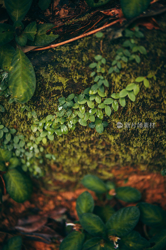 热带植物纹理。热带雨林