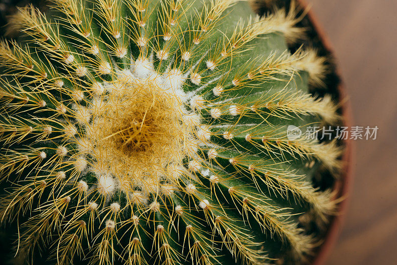 仙人掌小植物