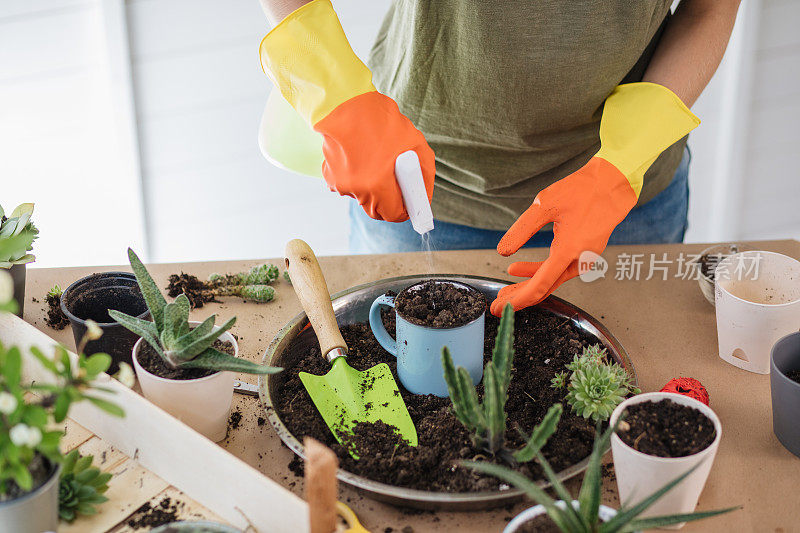 植物学专家为仙人掌植物准备土壤