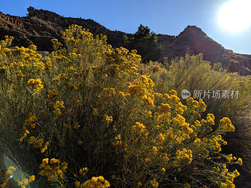 兔子灌木在秋天开花的农田和牧场在犹他州洛克维尔南梅萨