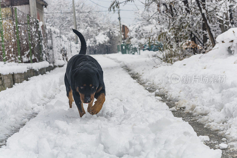 村子里的狗在雪地里玩耍