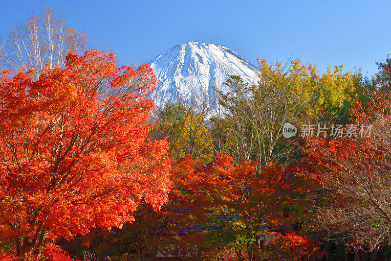 富士山和秋叶色，拍摄于富士五湖地区和富士宫市