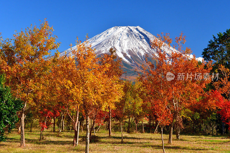 富士山和秋叶色，拍摄于富士五湖地区和富士宫市