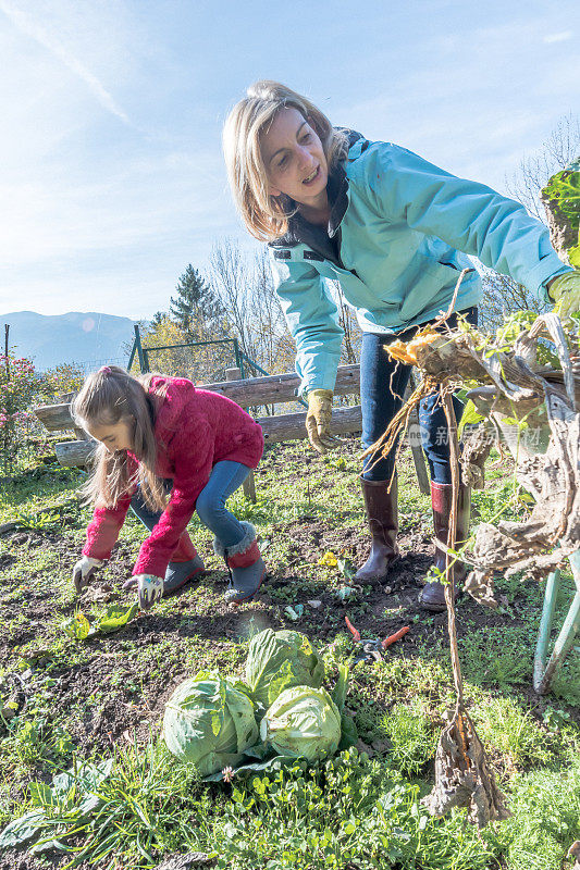 生活在自给自足，母亲和女儿收获有机种植的白菜在秋季花园