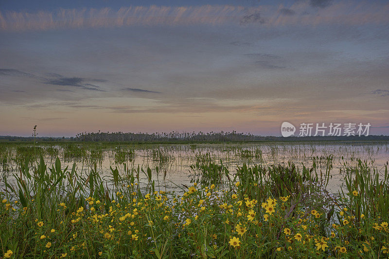 令人叹为观止的奥兰多湿地公园在一个充满活力的日出在美国佛罗里达中部