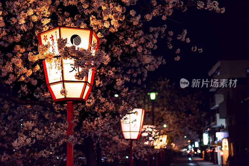 日本京都的纸灯笼和樱花树在夜晚沿着加茂河