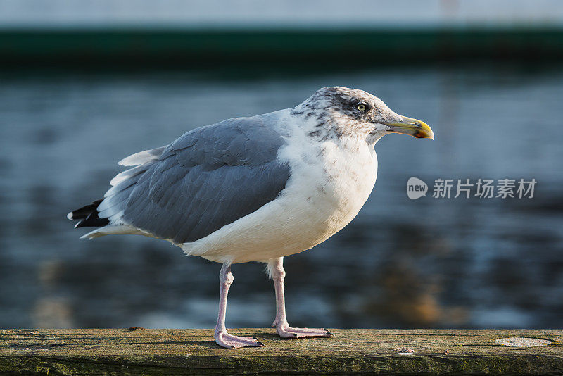 海鸥在码头