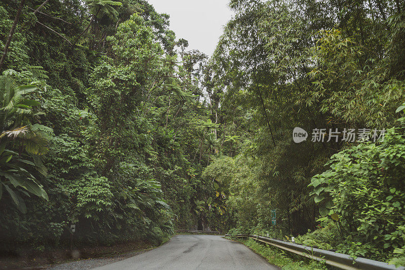 波多黎各云克国家森林郁郁葱葱的热带雨林狭窄的道路