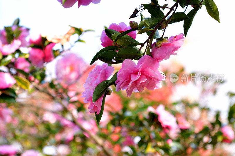 山茶花油茶花