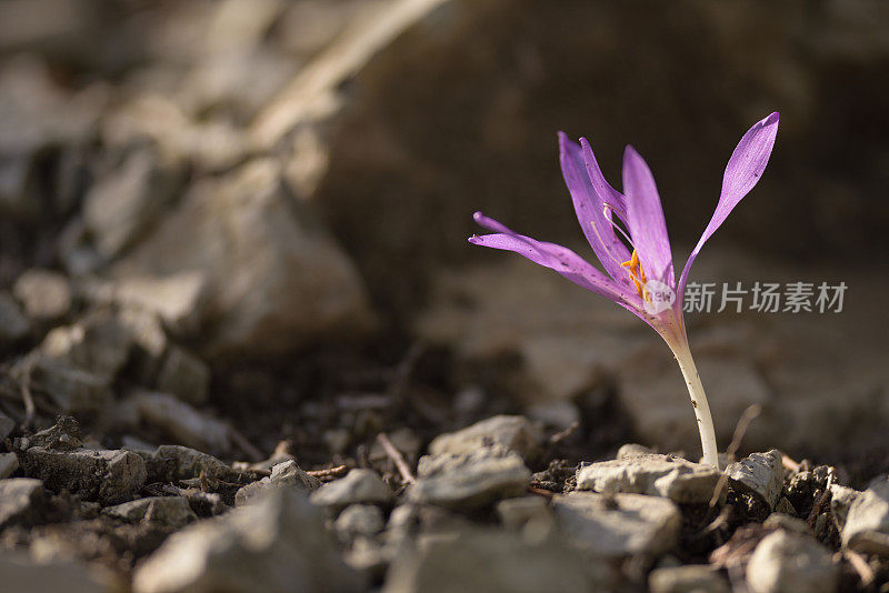 生长在岩石地上的野生藏红花