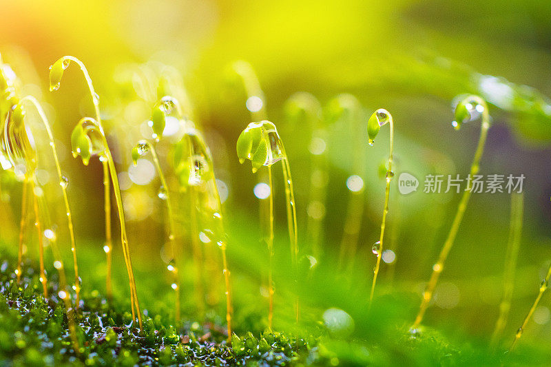 苔藓与雨滴