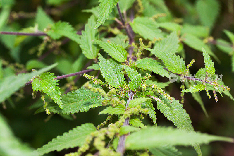 刺荨麻植物在德国