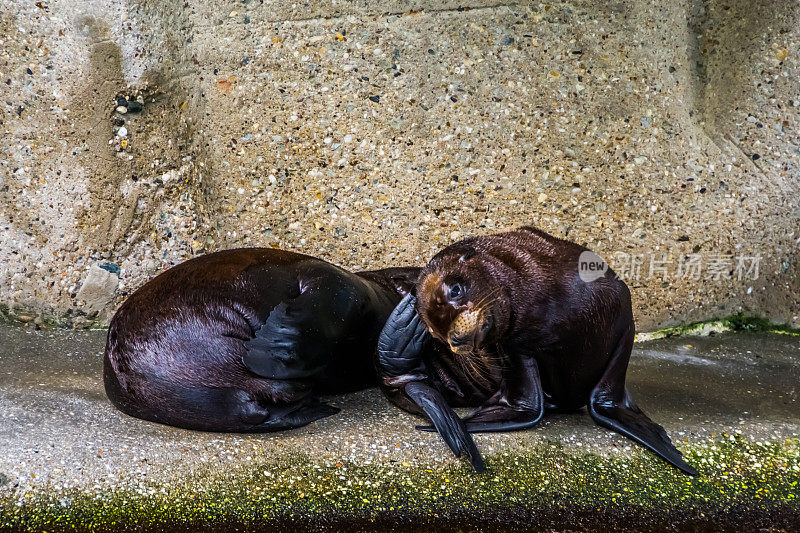 这是一对年轻的加利福尼亚海狮夫妇的特写，来自美国的一种耳海豹
